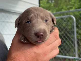 Labrador Retriever dogs for sale: Purple female - Ad 1