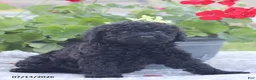 Miniature Poodle dogs for sale: Norm - Ad 7