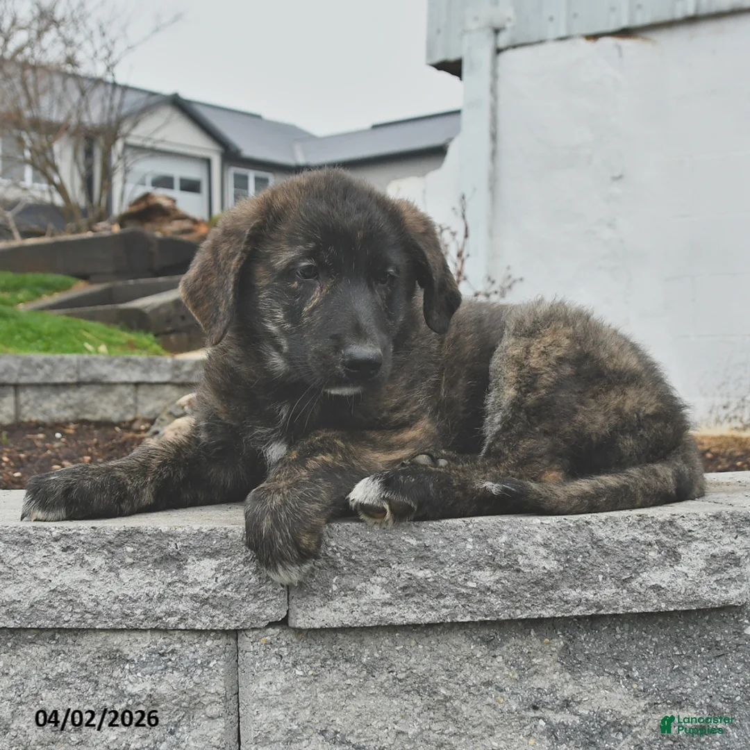 Mixed Breed dogs for sale: Thor - Ad 3