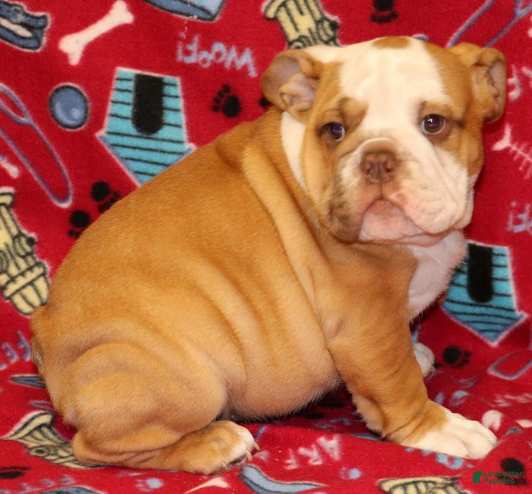 English Bulldog dogs English Bulldog Puppy 3 - Ad 26