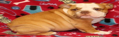 English Bulldog Puppy 3