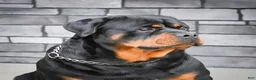 Rottweiler dogs for sale: Baron🐾💙 - Ad 10