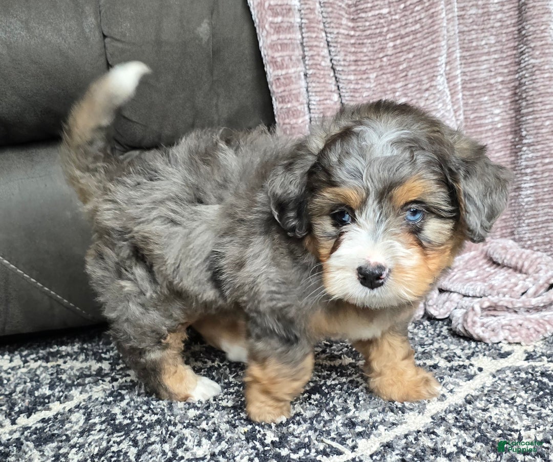 Mini Bernedoodle dogs for sale: Mini Watts - Ad 17