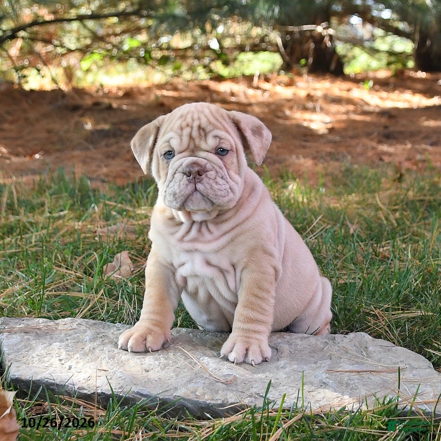 English Bulldog dogs for sale: Flash - Ad 2