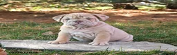 English Bulldog dogs for sale: Flash - Ad 2