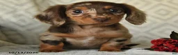 Miniature Dachshund dogs for sale: Dandy - Ad 5