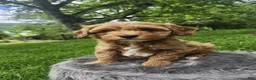 Cavapoo dogs for sale: Ryder  - Ad 3