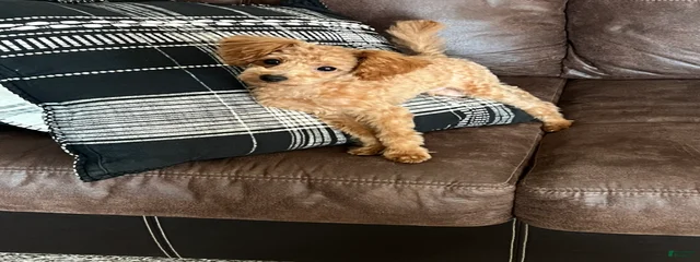 Tucker