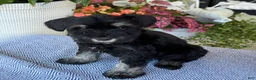 Miniature Schnauzer dogs for sale: Lovely - Ad 5