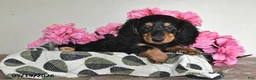 Miniature Dachshund dogs for sale: Billy - Ad 5