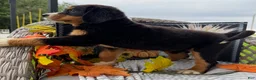Bernese Mountain Dog dogs for sale: Kiwi - Ad 4