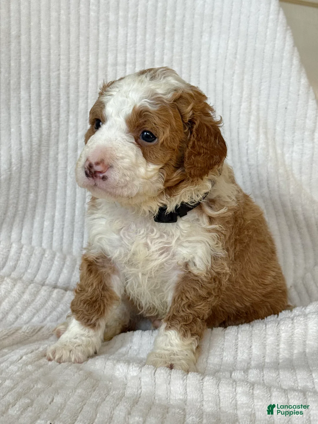 Mini Bernedoodle dogs for sale: Teddy - Ad 3