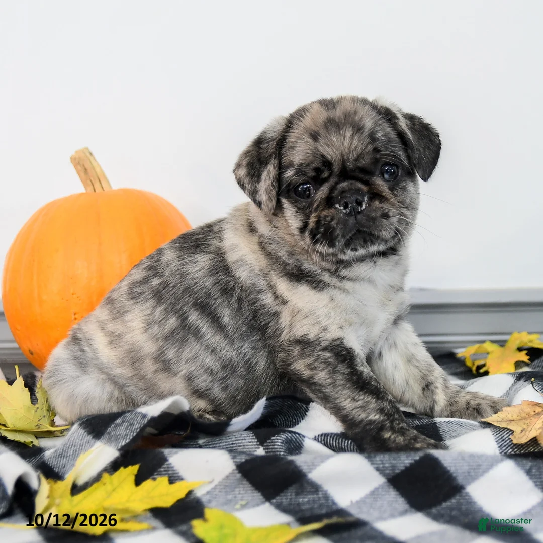 Pug dogs for sale: Paxton - Ad 1