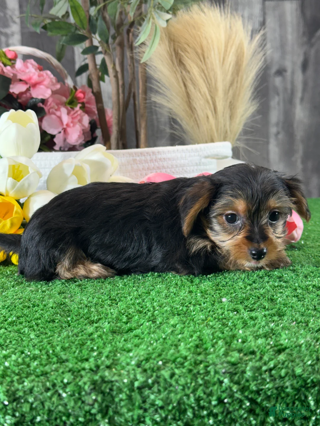 Yorkshire Terrier dogs for sale: Yanita 💐 - Ad 2
