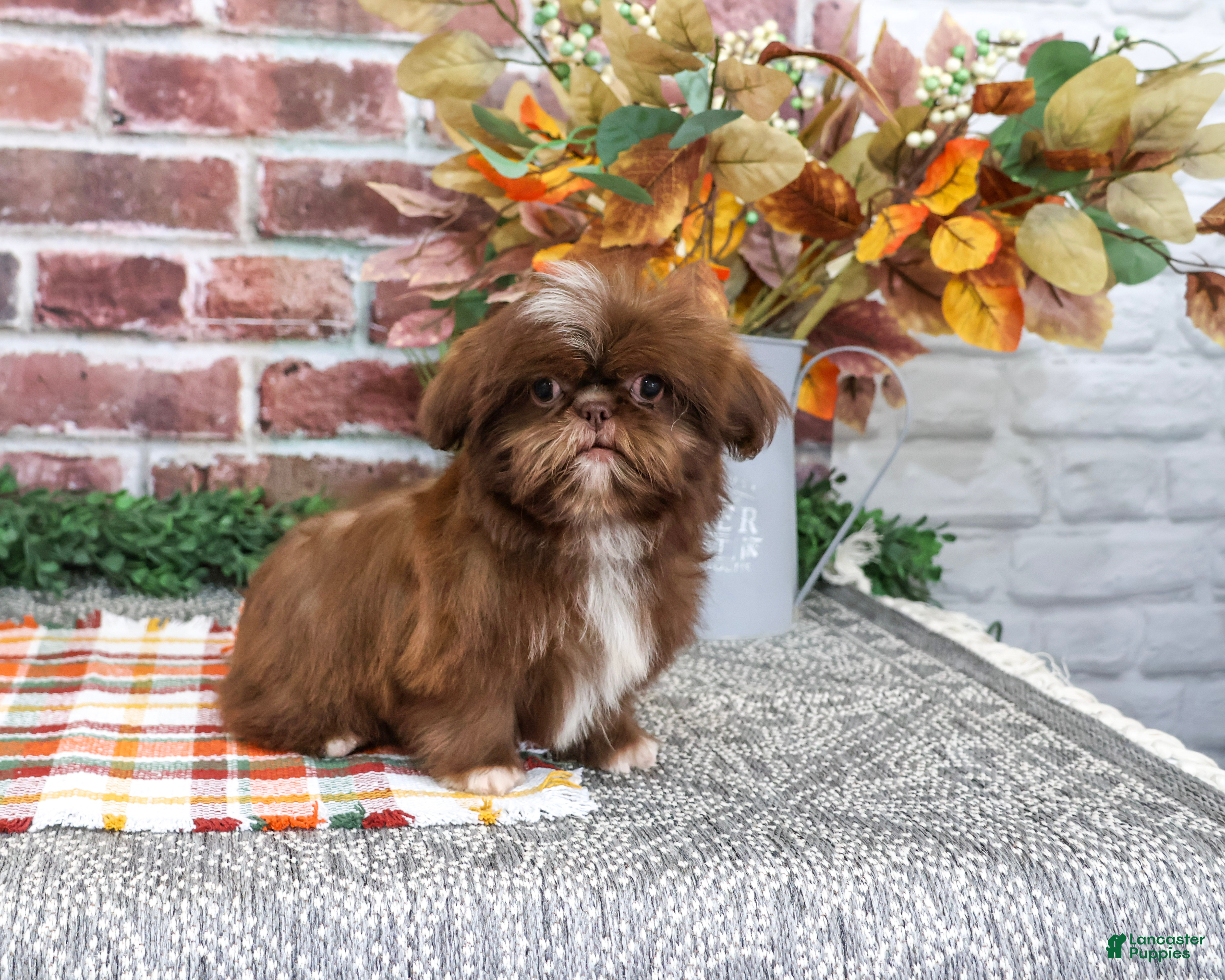 Shih Tzu dogs Diego - Ad 7