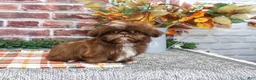 Shih Tzu dogs for sale: Diego - Ad 1