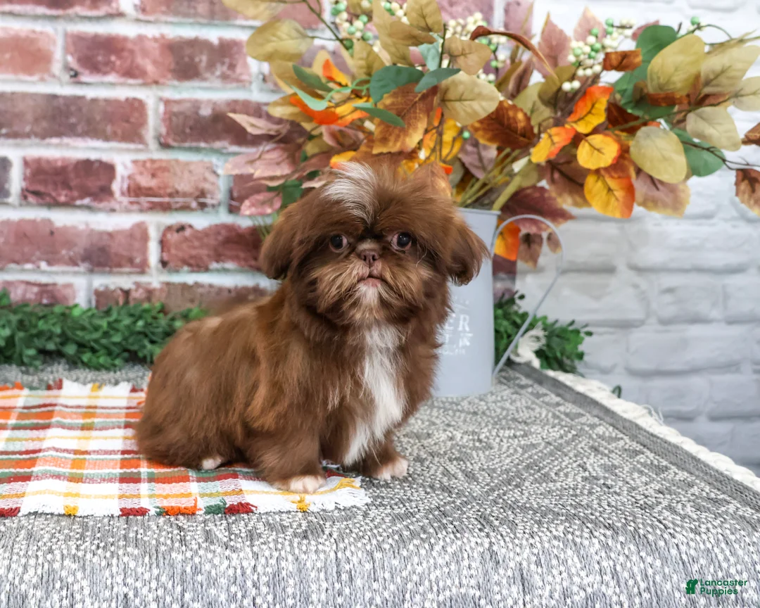 Shih Tzu dogs for sale: Diego - Ad 1