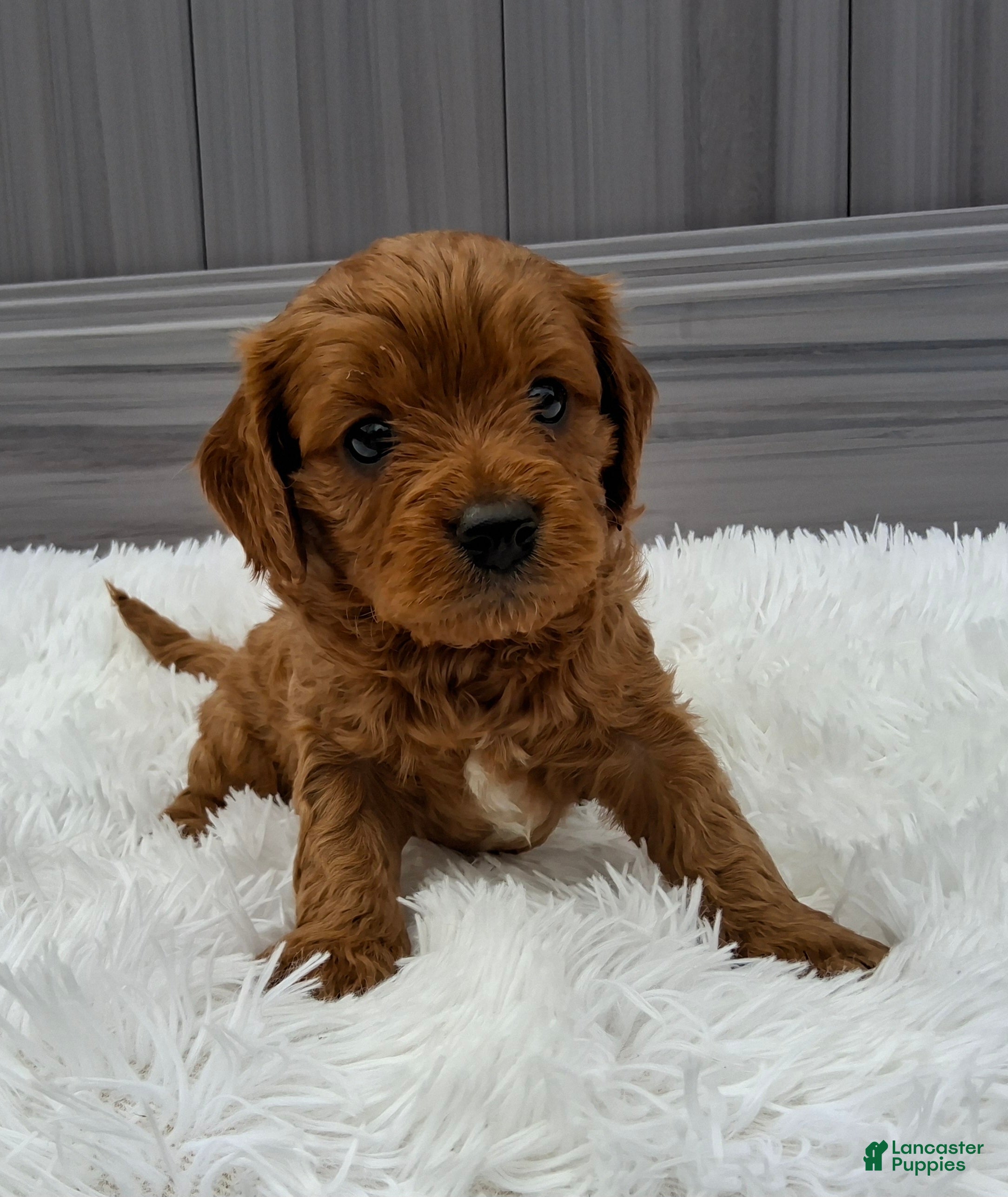Cavapoo dogs Nyx - Ad 1