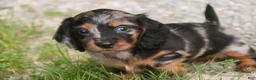 Miniature Dachshund dogs for sale: Avonlea Miniature Dachshund  - Ad 8