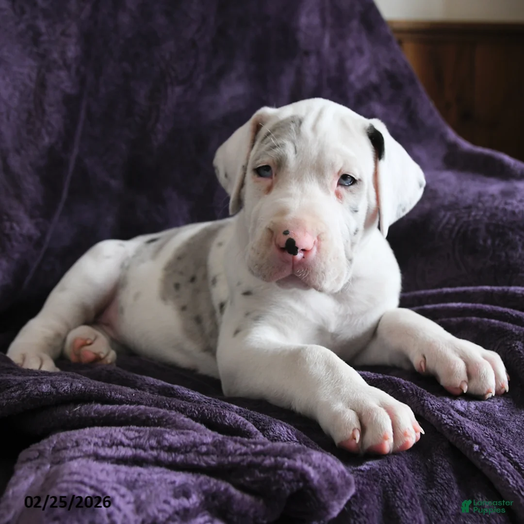 Great Dane dogs for sale: Stella - Ad 2