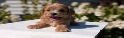 Cavapoo dogs for sale: Ozzy - Ad 6