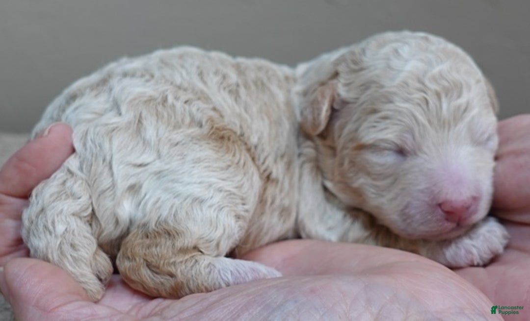 Toy Poodle dogs for sale: Toy Poodle Puppy 1 - Ad 3