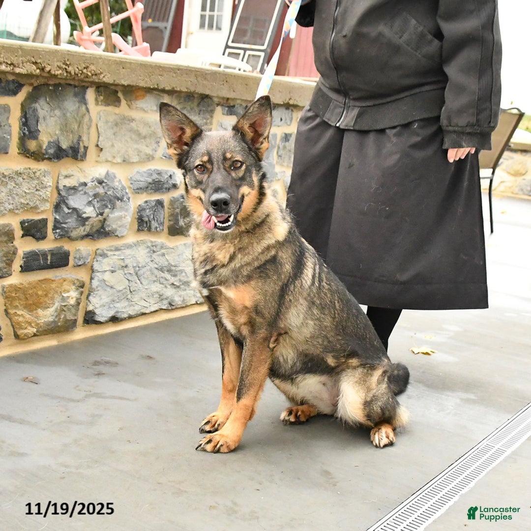 Mixed Breed dogs for sale: Ocean - Ad 3