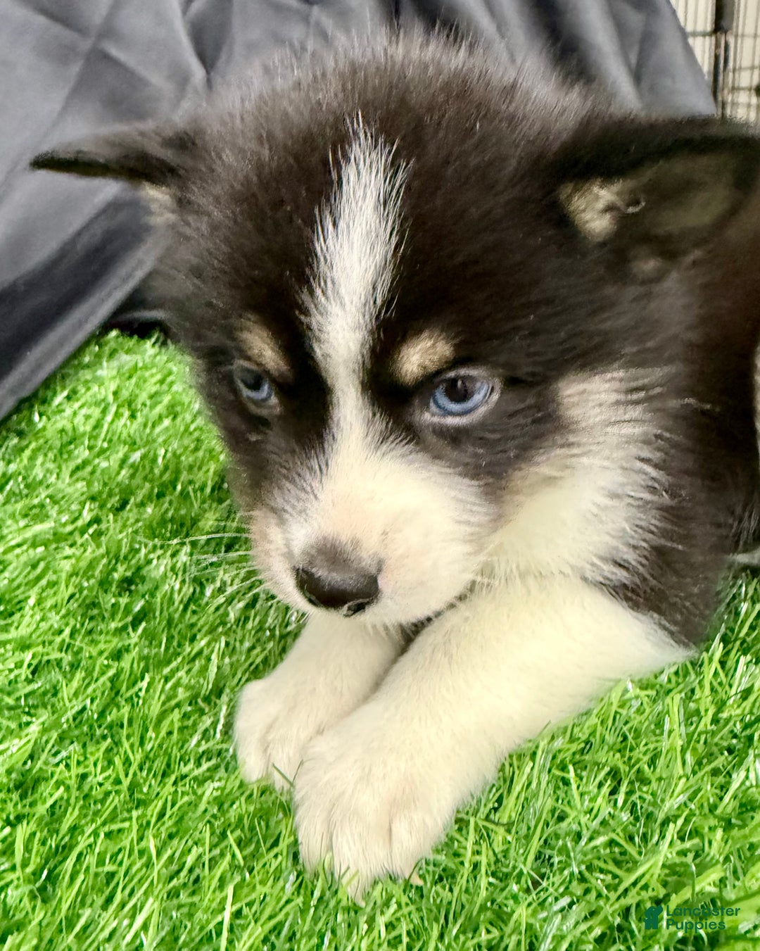 Mixed Breed dogs for sale: Nick - Ad 5