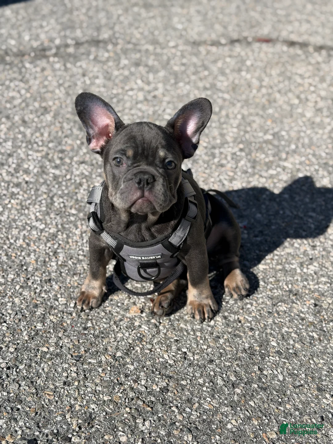 French Bulldog dogs for sale: French Bulldog Puppy 1 - Ad 5