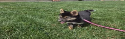 Shiba Inu dogs for sale: Stella - Ad 4