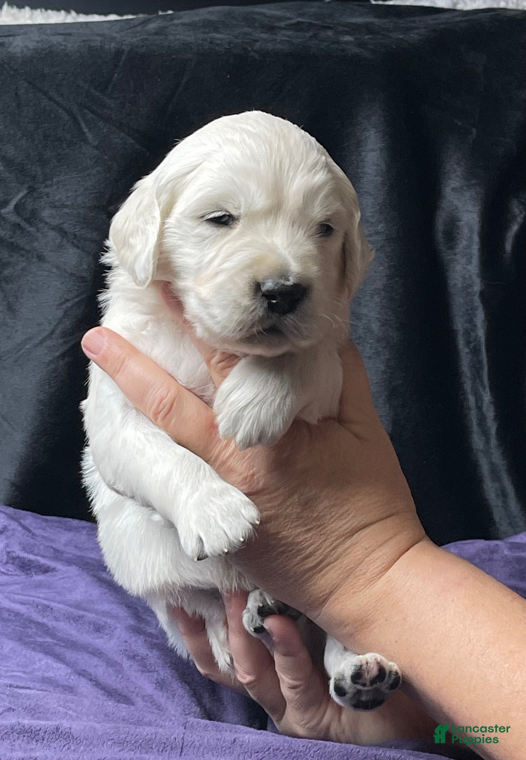 Golden Retriever dogs for sale: Clemson - Ad 2