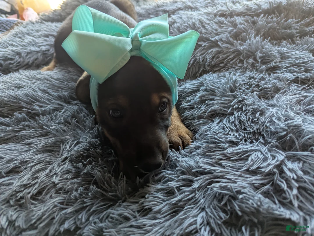 Mixed Breed dogs for sale: Mixed Breed Puppy 1 - Ad 1