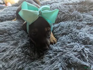 Mixed Breed dogs for sale: Mixed Breed Puppy 1 - Ad 2