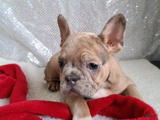 Frenchton dogs Fawnskin - Ad 1