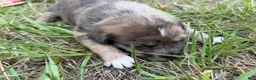 Mixed Breed dogs for sale: Larry - Ad 6