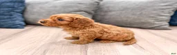 Cavapoo dogs for sale: Luna - Ad 4