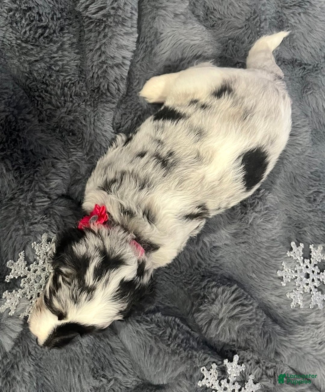 Bernedoodle dogs for sale: Rogue - Ad 4