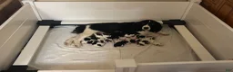 English Springer Spaniel dogs for sale: Elfie - Ad 2