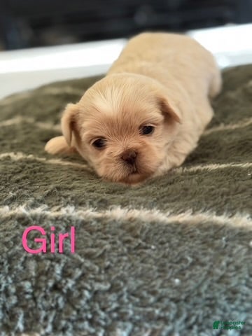 Shih Tzu dogs Shih Tzu 3 - Ad 5