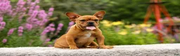 French Bulldog dogs for sale: Diesel - Ad 10