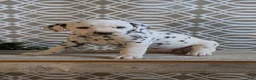 Dalmatian dogs for sale: Kylie - Ad 8