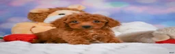 Cavapoo dogs for sale: Dixie - Ad 11
