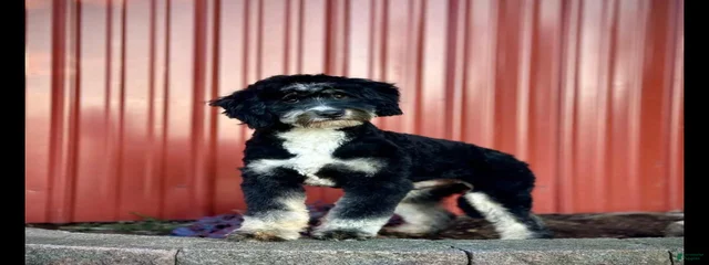 Nash