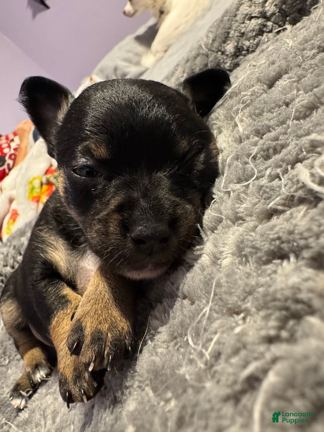 Chihuahua dogs for sale: Chihuahua Puppy 1 - Ad 1