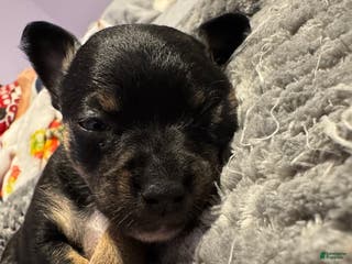 Chihuahua dogs Chihuahua Puppy 1 - Ad 18