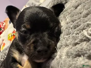 Chihuahua dogs Chihuahua Puppy 1 - Ad 10