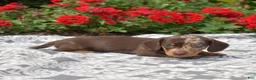 Miniature Dachshund dogs for sale: Stella  - Ad 3