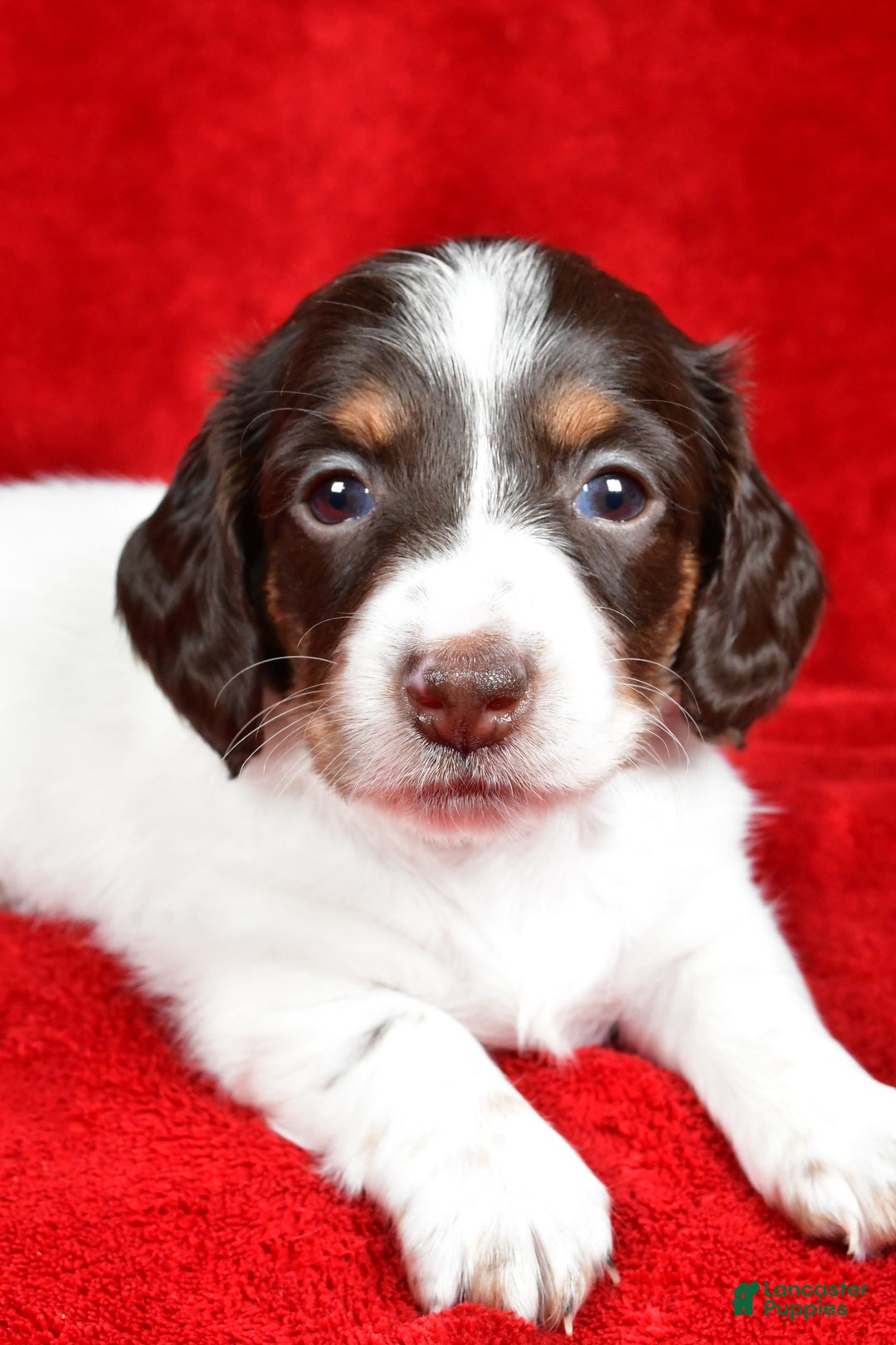 Miniature Dachshund dogs for sale: Chloe - Ad 4