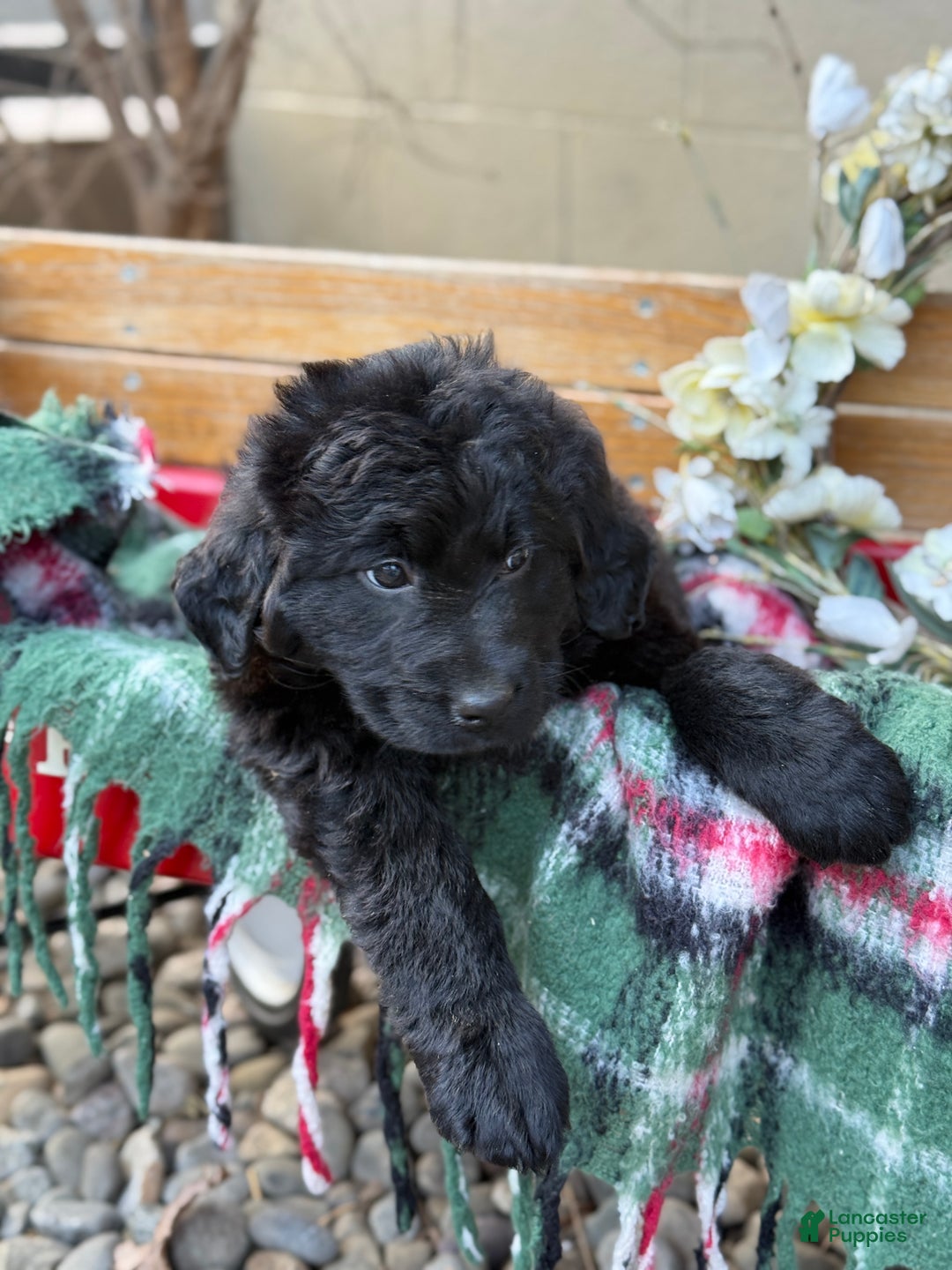 Mixed Breed dogs for sale: Rumi - Ad 5