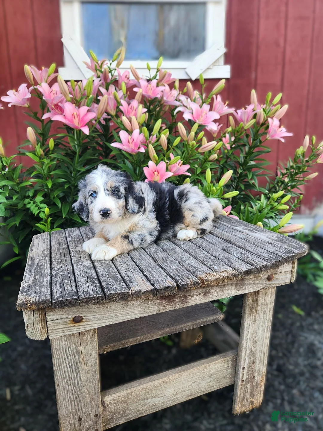 Bernedoodle dogs for sale: Colt - Ad 4